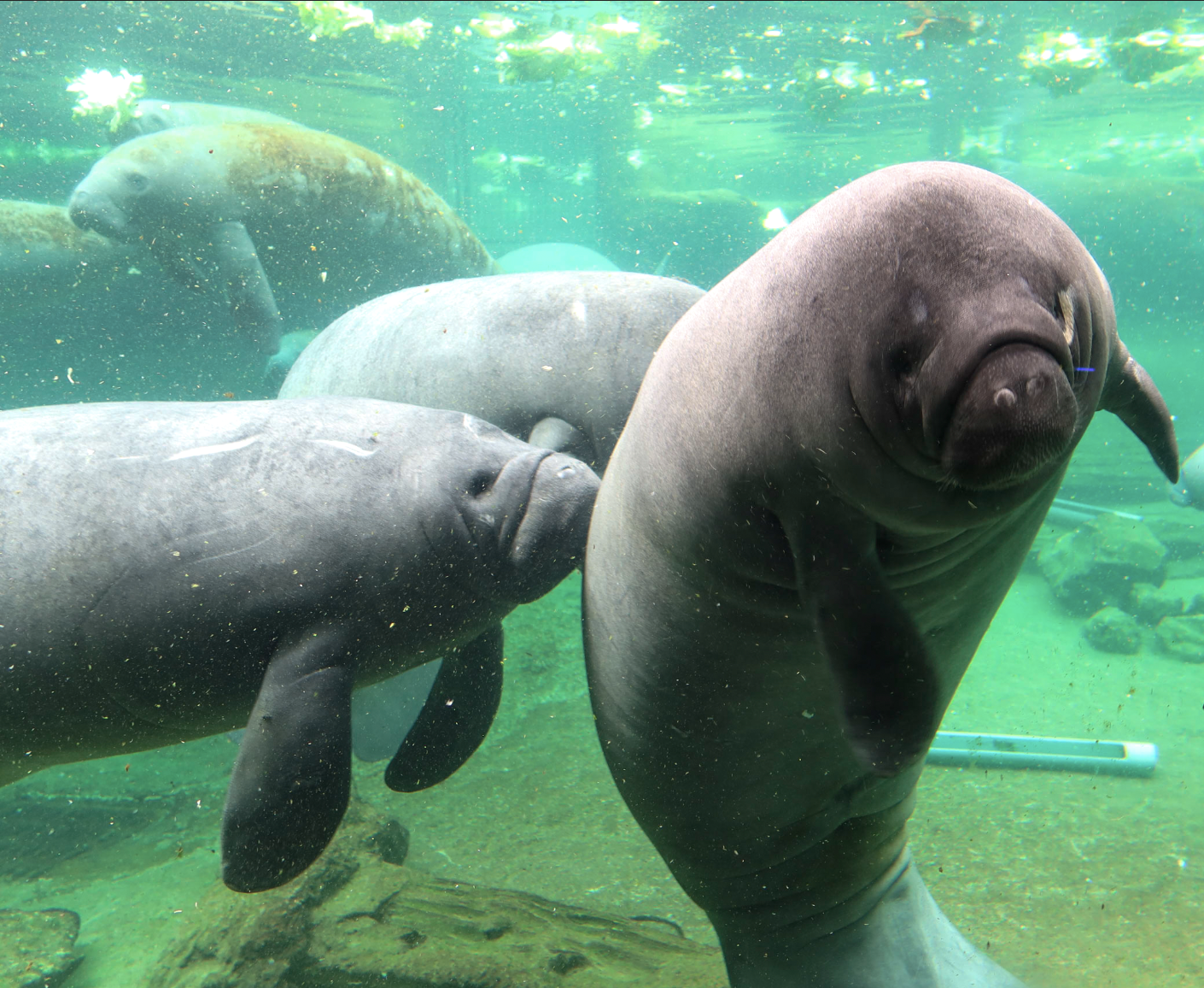 three manatees in the water